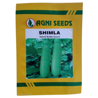 Shimla Bottle Gourd